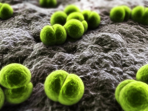 Meningococcus - Bakterien