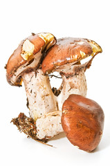 Boletus 7