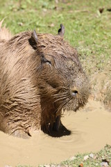 Wasserschwein im Schlammbad