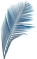 palme bleu-océan fond blanc