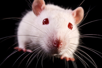Rat face closeup on black background