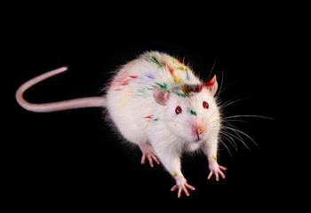 White colored rat on black background