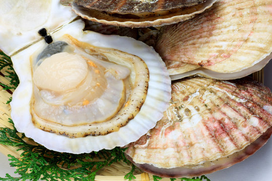 scallop