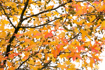 vivid autumn tree