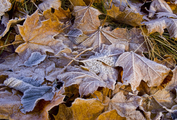 Maple leaves in the frost