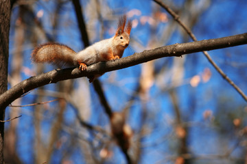 squirrel  at tree