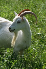 portrait of grazing nanny-goat.