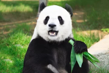 Stickers pour porte Panda Panda géant