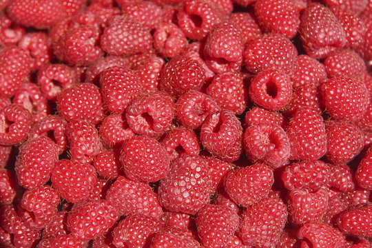 Himbeeren