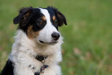 Australian Shepherd Welpe