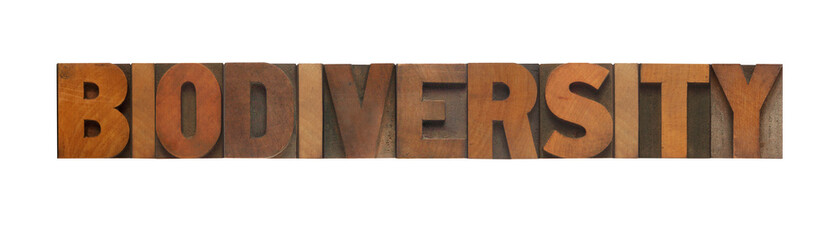 the word biodiversity in old wood type