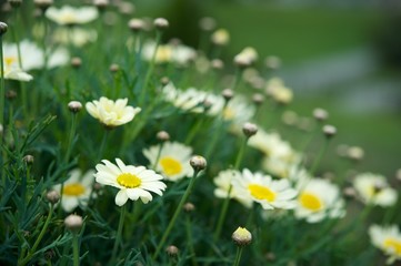 Daisy flowers over green