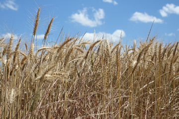 Obraz premium Close up of wheat in a field under blue sky and white clouds