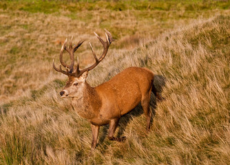 Red deer stag running through the meadow