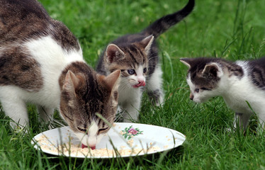 Katzen Familie Mutter mit zwei Welpen am Fressnapf