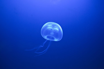 jellyfish