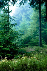 forest in the morning