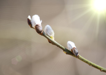 Willow branch with buds