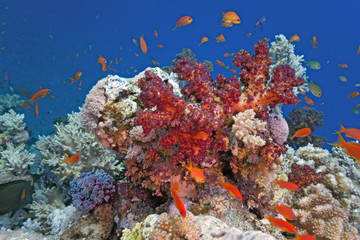 Naklejka na ściany i meble Shoal fish on the coral reef