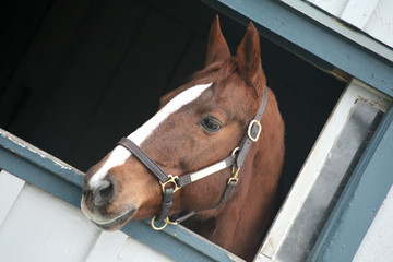 Close up of a thoroughbred horse