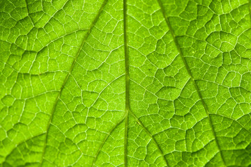 Macro view of green leaf in daylight