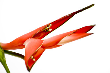 Heliconia 001