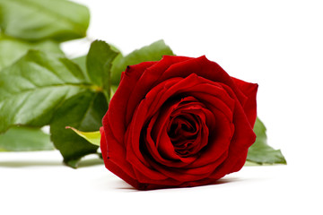 Rose 13