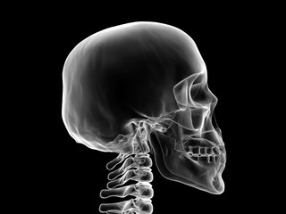 xray human head skull - obrazy, fototapety, plakaty