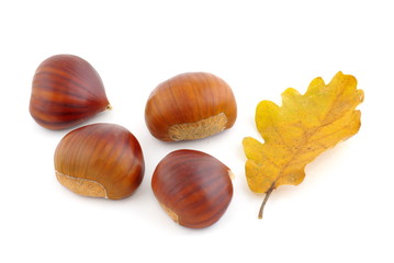 quatre châtaignes et une feuille mort