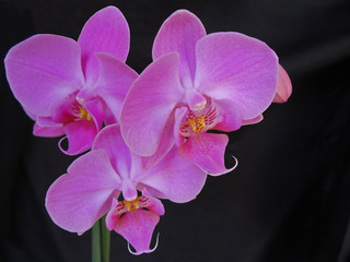 Orchidee. Orchidaceae.
