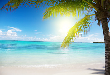 Fototapeta na wymiar ocean i palmy kokosowe