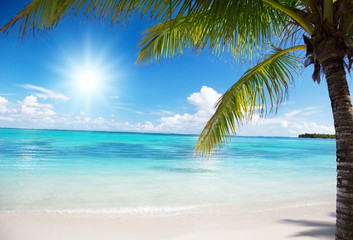 Fototapeta premium ocean and coconut palms
