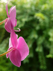Orchidee. Orchidaceae.
