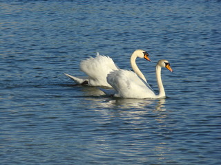 Obraz premium two swans