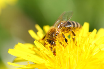 bee