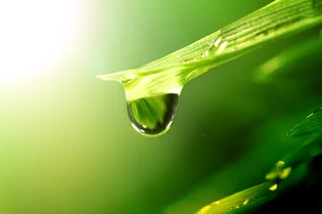 Photo sur Plexiglas Printemps shine water drop