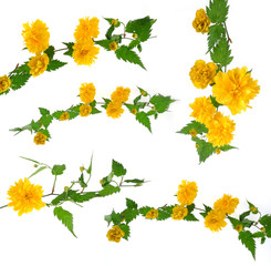 barb of kerria japonica set