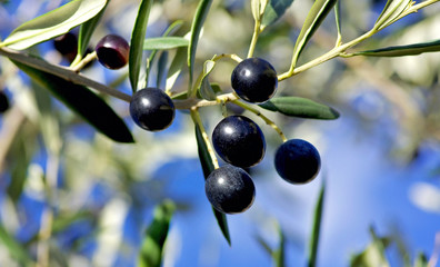 Mature olives on branch.