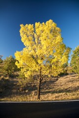 dark asphalt yellow tree