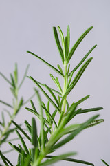 rosemary