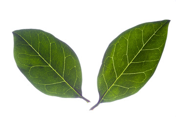 isolated leaf