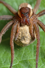 Spider with a cocoon.