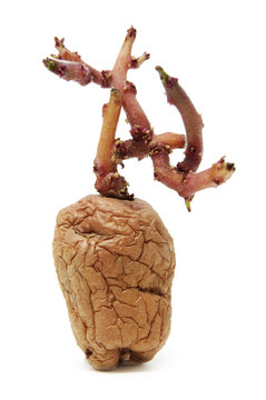 patata
