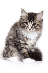 Beautiful Maine Coon kitten