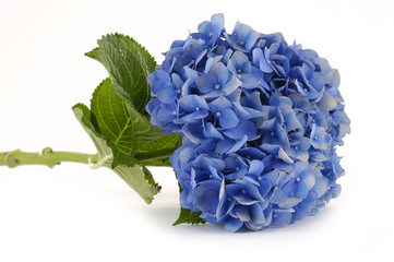 Pose d& 39 un hortensia bleu