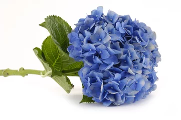 Crédence de cuisine en verre imprimé Hortensia Pose d& 39 un hortensia bleu