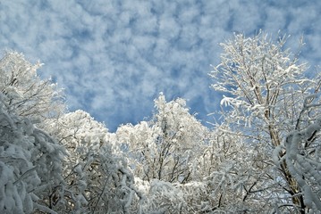 snowbound crowns of trees