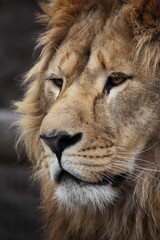 Lion's portrait