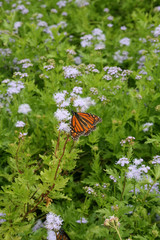 Butterfly Weed With Guest