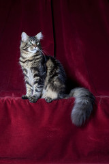 chat maine coon dans une position glamour